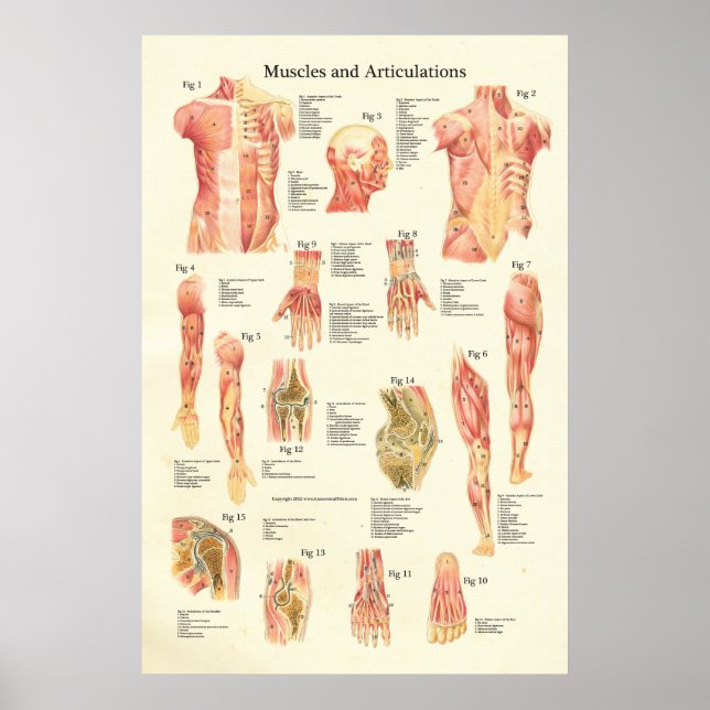 Músculos e Articulações Poster de Anatomia Humana (Frente)
