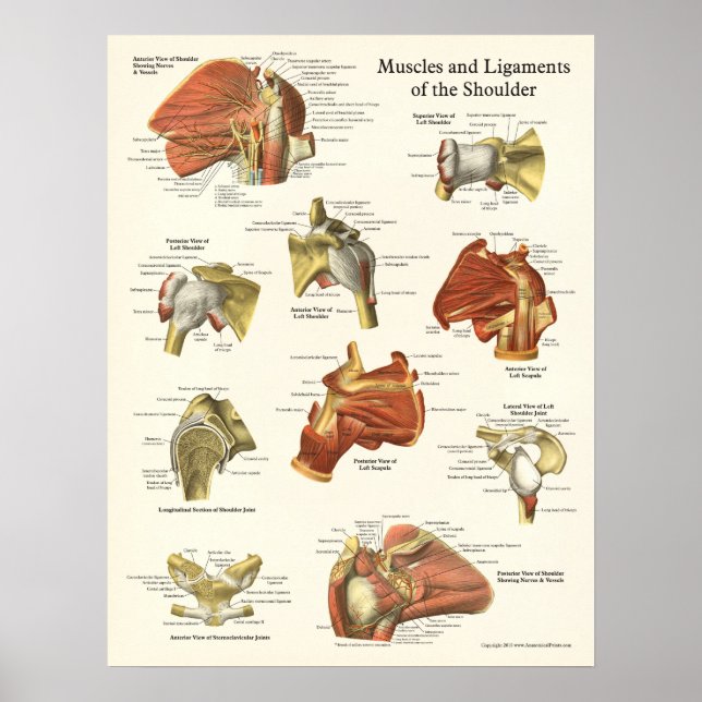 Músculos e Ligações Poster da Anatomia do Ombro (Frente)