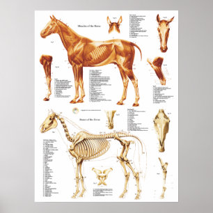 Músculos e Ossos do Poster da Anatomia do Cavalo 1