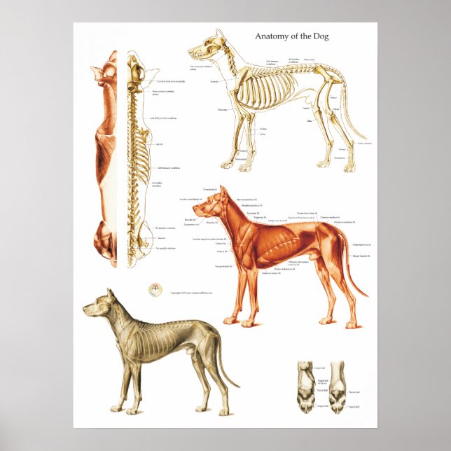 Músculos e Ossos do Poster de Anatomia do Cão 18 X (Frente)