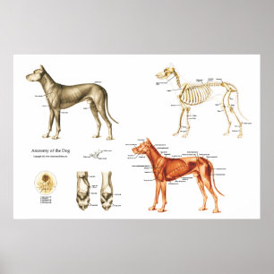 Músculos e Ossos Poster da Anatomia do Cão