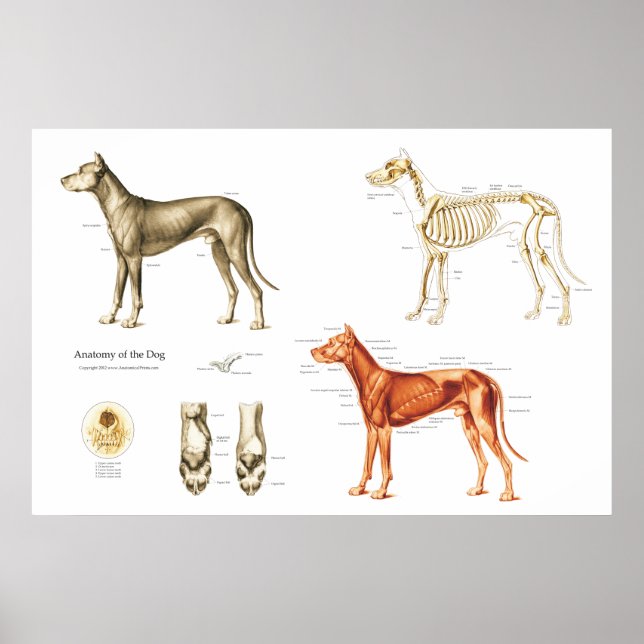 Músculos e Ossos Poster da Anatomia do Cão (Frente)