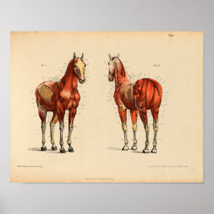 Músculos Impressão de Anatomia do Cavalo Vintage
