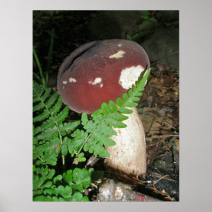 Mushroom e Fern Poster