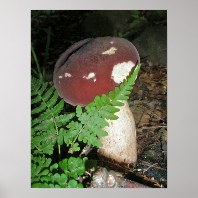 Mushroom e Fern Poster (Frente)