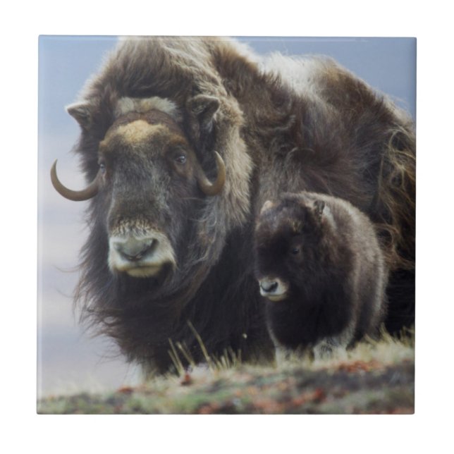 Musk Ox com Vitelo (Frente)