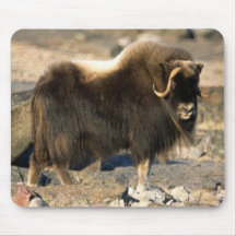Musk Ox Mousepad