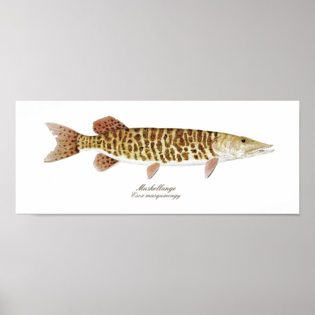 Muskie art poster (Frente)