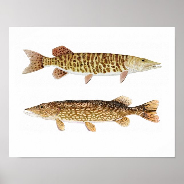 Muskie & Pike Art Poster (Frente)