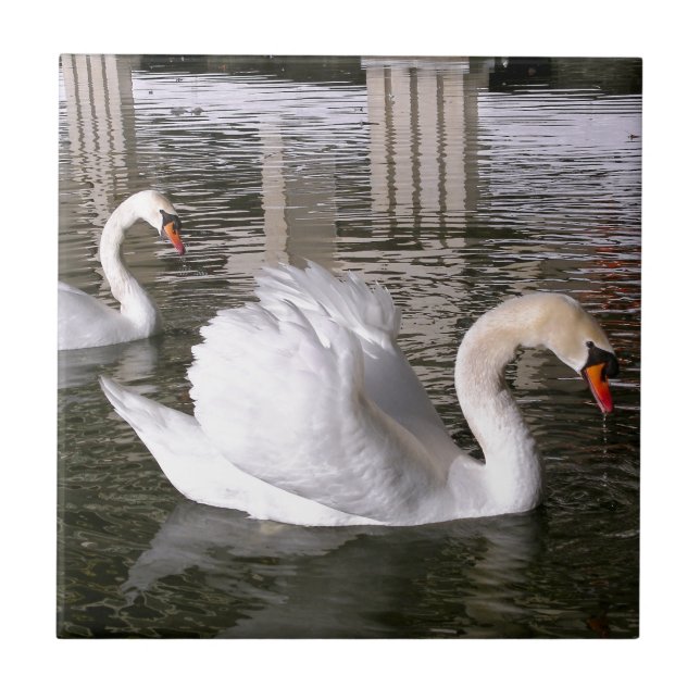 Mute suga água (Frente)