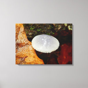 Mycena stylobates Mushroom Impressão