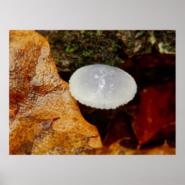Mycena stylobates Mushroom Poster (Frente)