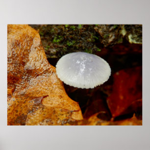 Mycena stylobates Poster