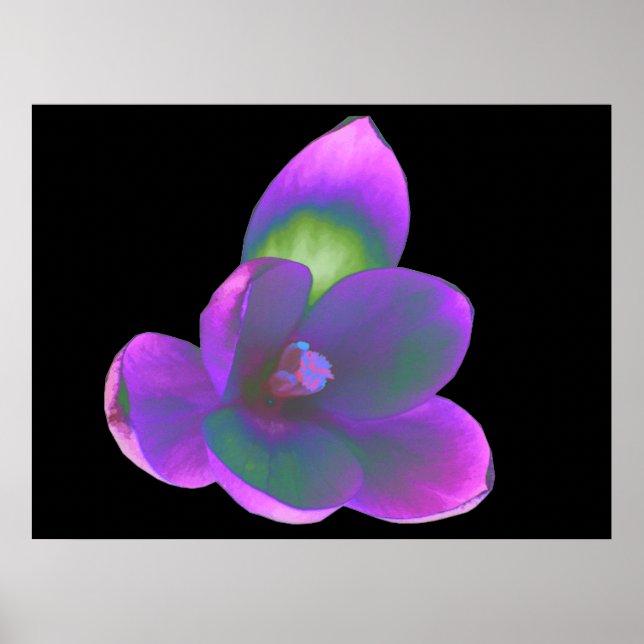 Mystic Beautic Crocus Flower Impressão (Frente)