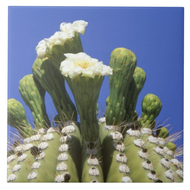 N.A., EUA, Arizona, Tucson, Deserto de Sonora 2 (Frente)