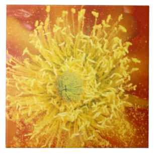 N.A., EUA, Arizona, Tucson, Sonora Desert 3