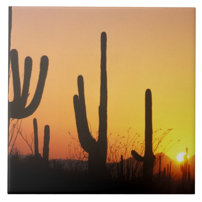 N.A., EUA, AZ, Saguaro NP, Saguaro Sunset (Frente)