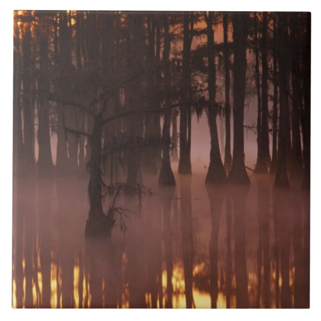 N.A., EUA, Geórgia, George Smith State Park. (Frente)