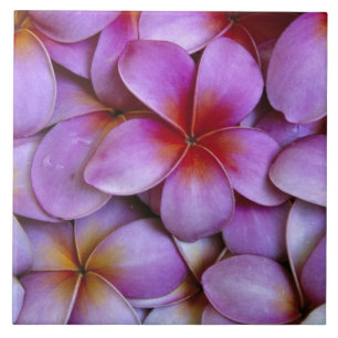 N.A., EUA, Maui, Havaí. Flores de Plumeria rosa.