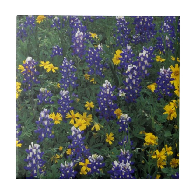 N.A., EUA, Texas, Marble Falls, Blue Bonnets (Frente)