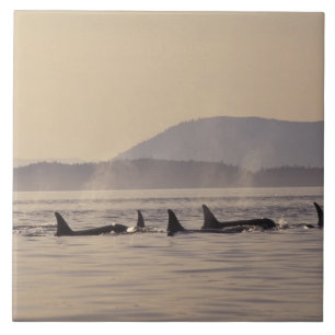 N.A., EUA, Washington, San Juan Islands Orca