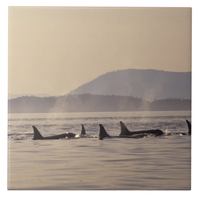 N.A., EUA, Washington, San Juan Islands Orca (Frente)