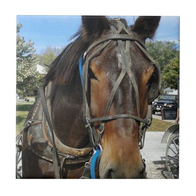Na Biblioteca, Amish Horse e Buggy (Frente)