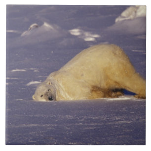 NA, Canadá, Manitoba, Churchill, urso polar
