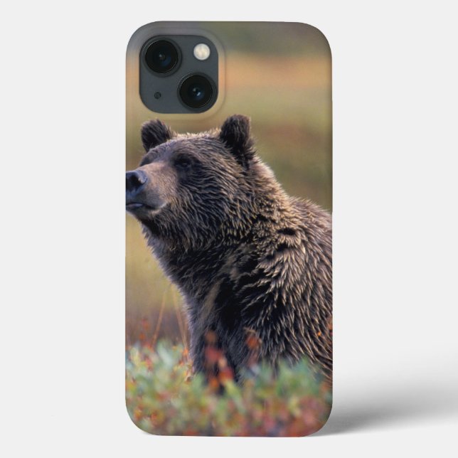 NA, EUA, Alaska, Denali NP, urso de urso (Verso)