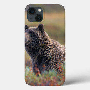 NA, EUA, Alaska, Denali NP, urso de urso