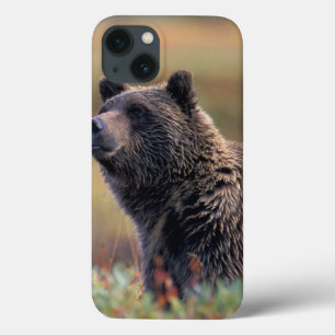 NA, EUA, Alaska, Denali NP, urso de urso