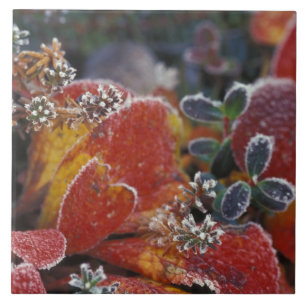 NA, EUA, Alaska, Fosco Denali NP, de cor baixa