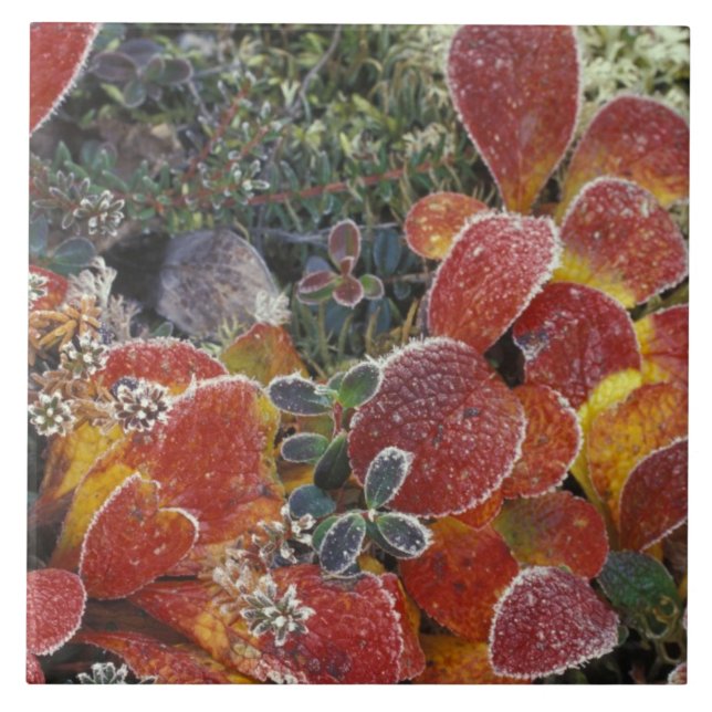 NA, EUA, Alaska. Parque Nacional Denali. Bearberry (Frente)