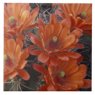 NA, EUA, Arizona, San Xavier. Cacto Claret Cup