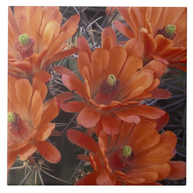 NA, EUA, Arizona, San Xavier. Cactos da Taça Clare (Frente)