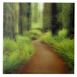 NA, EUA, Califórnia, Jedediah Smith Redwoods