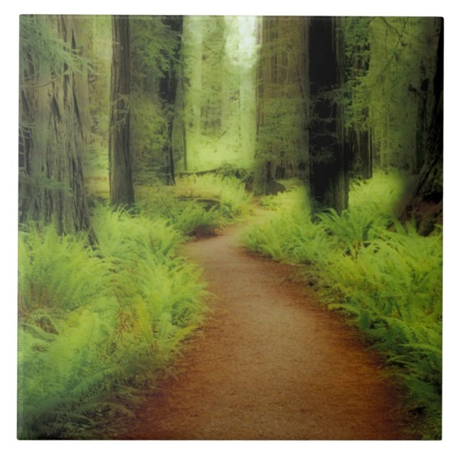 NA, EUA, Califórnia, Jedediah Smith Redwoods (Frente)