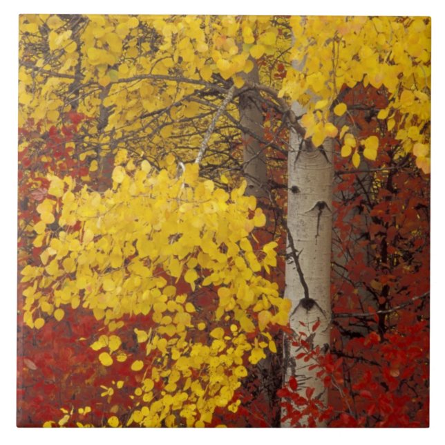 NA, EUA, Washington, Floresta Nacional Wenatchee. (Frente)