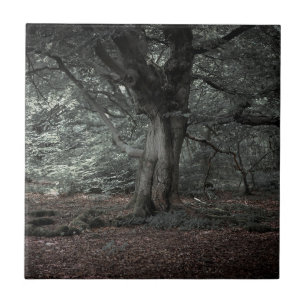 Na floresta de conto de fadas