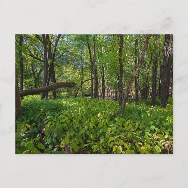 na floresta em fort snelling state park cartão pos (Frente)