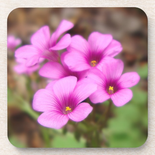 Na minha Porta copos do Cork da Porta (Frente)