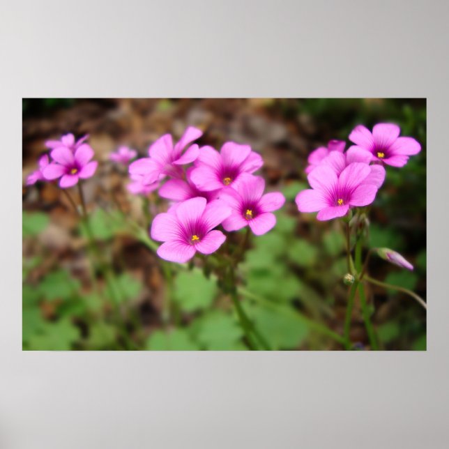 Na minha porta Impressão (Frente)