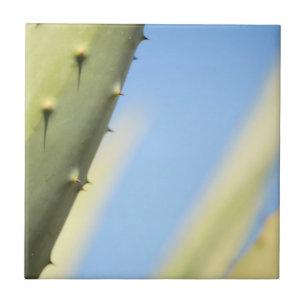 Na moda Verde Aloe Azul Sky Espresso