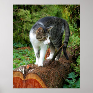 Na Passarela - Poster de Gatinho