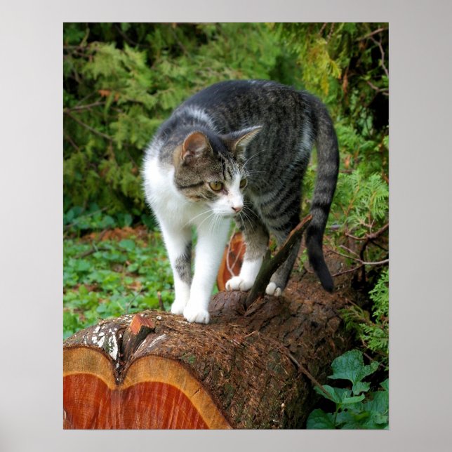 Na Passarela - Poster de Gatinho (Frente)