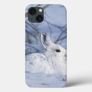 NA, USA, Alaska. Arctic National Wildlife