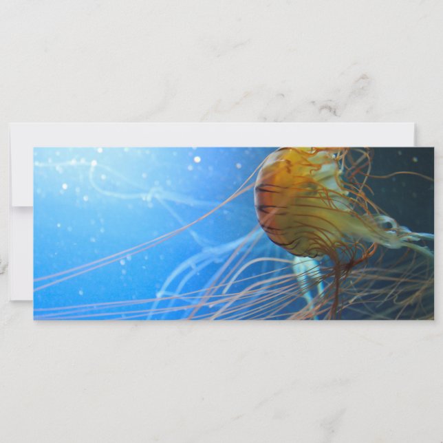 Nadação de água-vivas (Frente)