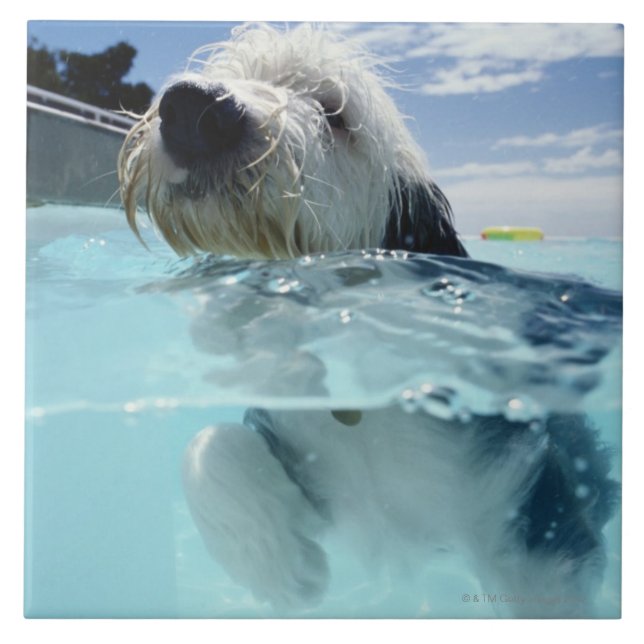 Nadar numa Piscina de natação (Frente)