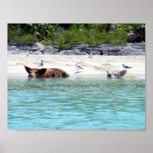 Nadar porcos na Poster de praia