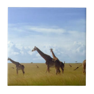 Nairobi National Park Girafas
